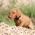 Dasher - 7 weeks