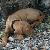 Donner - 7 weeks