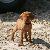 Donner - 7 weeks