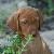 Prancer - 7 weeks