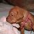 Cupid - 2.5 weeks