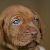 Prancer - 4 weeks
