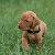Donner - 4 weeks