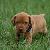Dasher - 4 weeks