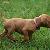 Blitzen - 4 weeks