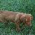 Prancer - 5 weeks