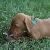 Vixen - 5 weeks