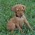 Cupid - 5 weeks