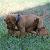 World Vizsla Wrestling