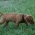 Donner - 5 weeks