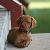 Dasher - 5 weeks