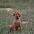 Blitzen - 6 weeks