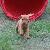 Cupid - 6 weeks
