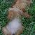 Cupid - 6 weeks