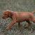Dancer - 6 weeks