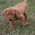 Dasher - 6 weeks