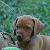 Dasher - 6 weeks