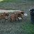 6 week pups