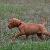 Prancer - 6 weeks