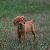 Vixen - 6 weeks