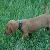 Vixen - 6 weeks