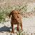 Blitzen - 7 weeks