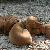 Comet, Vixen & Prancer - 7 weeks