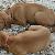 Cupid & Blitzen - 7 weeks