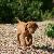 Dancer - 7 weeks