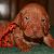 Athena - 2.5 weeks