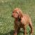Athena - 4 weeks