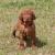 Iris - 4 weeks