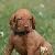 Zeus - 4 weeks