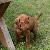 Zeus - 4 weeks