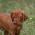 Iris - 5 weeks