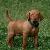 Zeus - 5 weeks