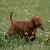 Iris - 5 weeks