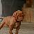 Athena - 5 weeks