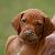 Athena - 5 weeks